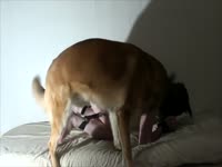 Curvy teen on homemade dog sex
